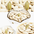 Shine skin pumpkin seeds for human consumption